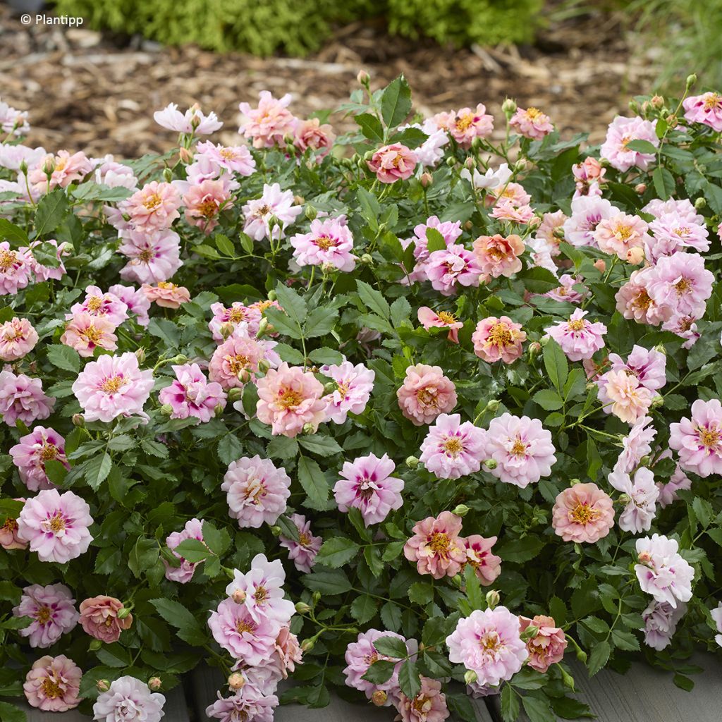 Rosa polyantha Amirose - Groundcover Rose