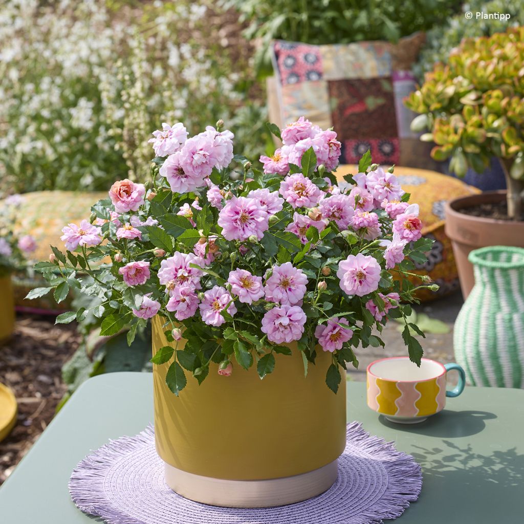 Rosa polyantha Amirose - Groundcover Rose