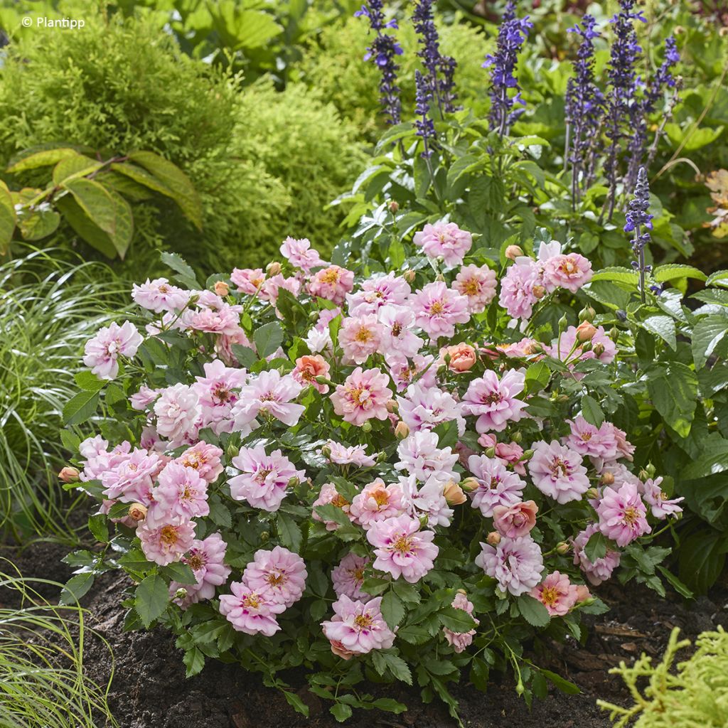 Rosa polyantha Amirose - Groundcover Rose