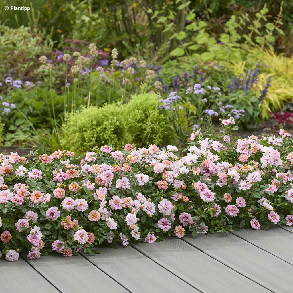 Rosa polyantha Amirose - Groundcover Rose