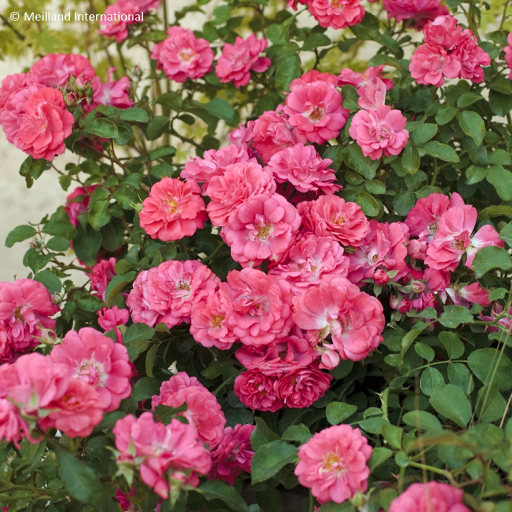 Rosa Coral Drift - Groundcover Rose