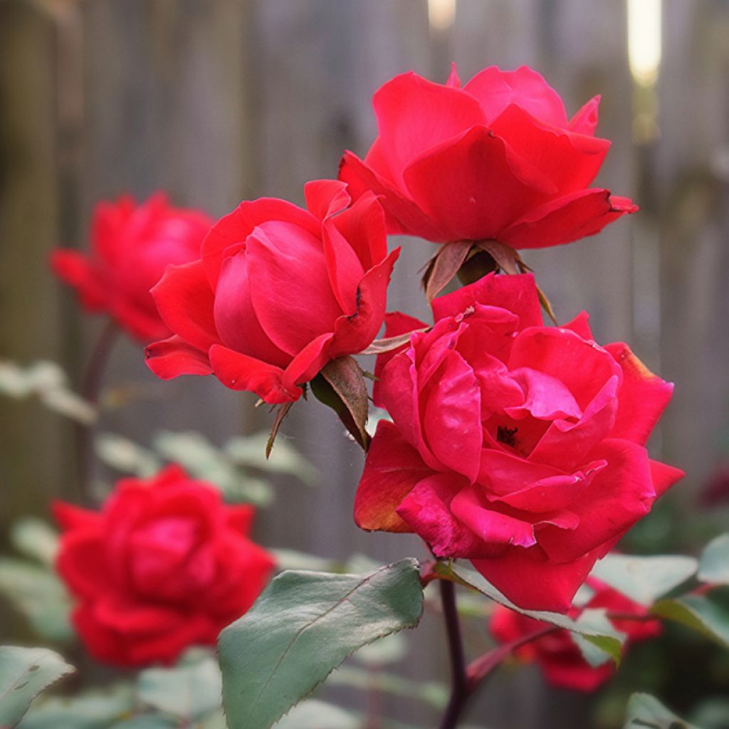 Rosa Knock Out - Ground Cover Rose