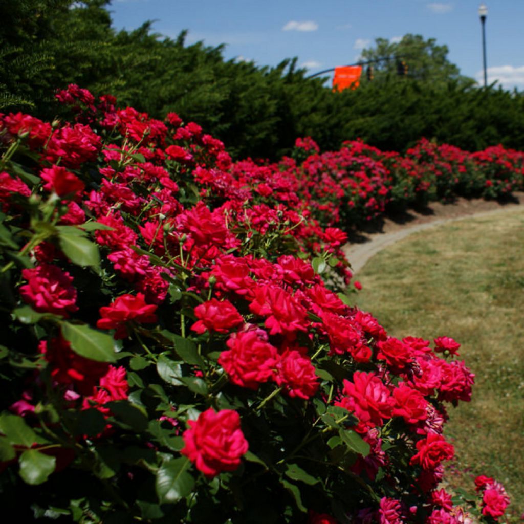 Rosa Knock Out - Ground Cover Rose