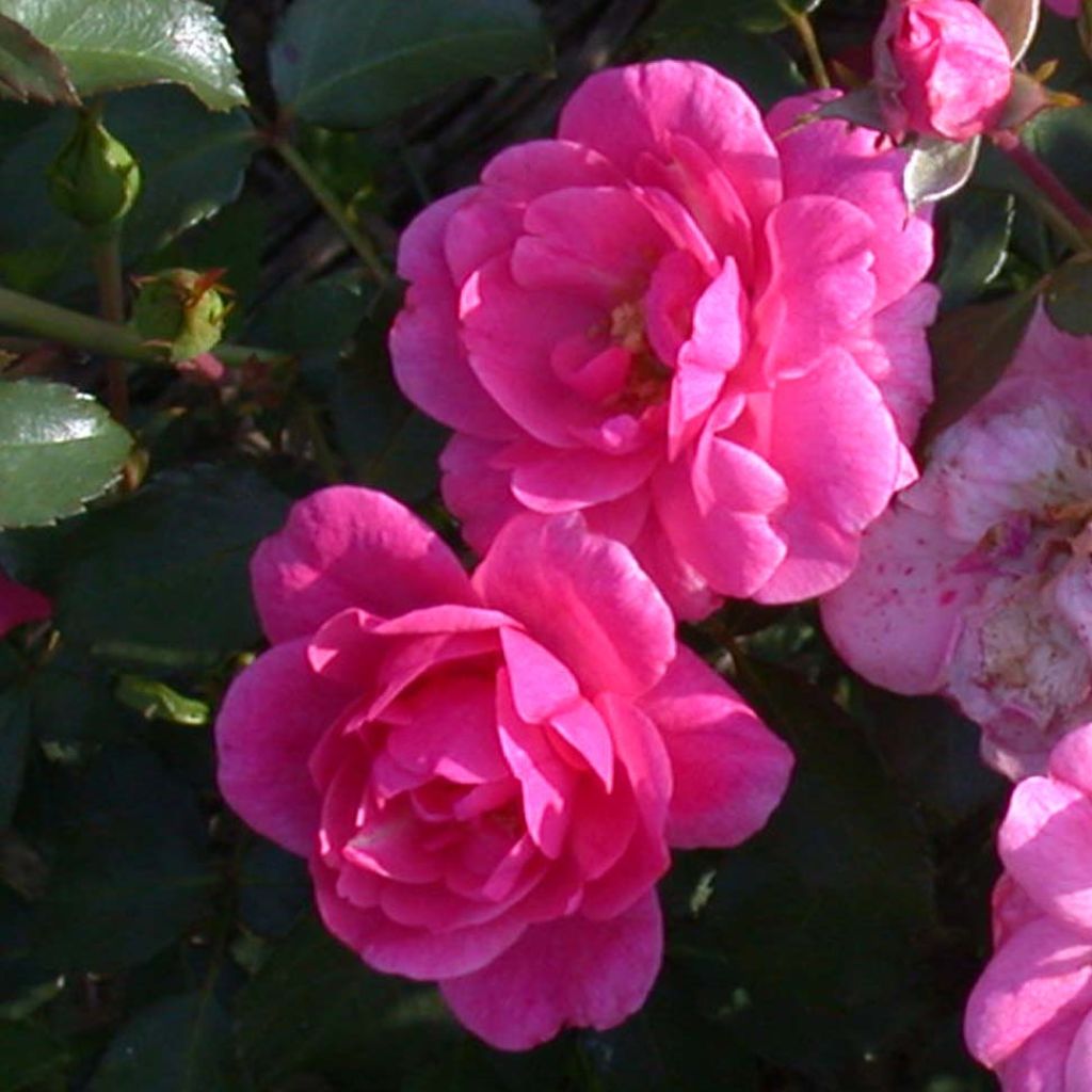 Rosa 'Mirato' - Groundcover Rose
