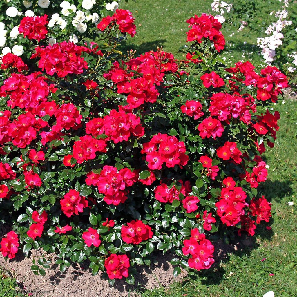 Rosa Pink Flash - Shrub Rose