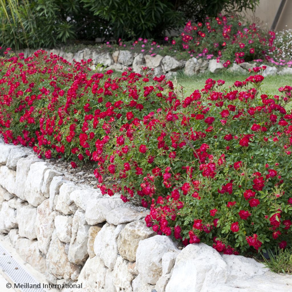 Rosa Red Drift - Groundcover Rose