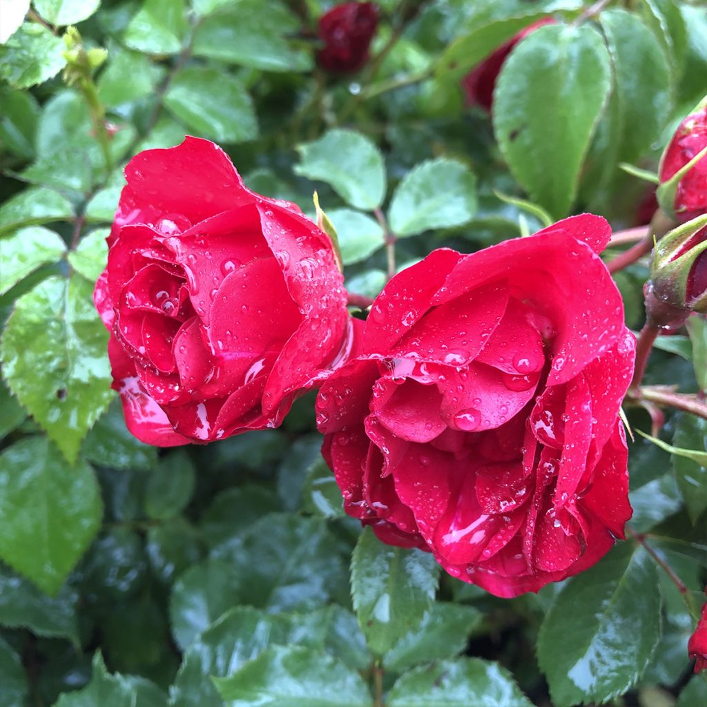 Rosa Rigo Rotilia