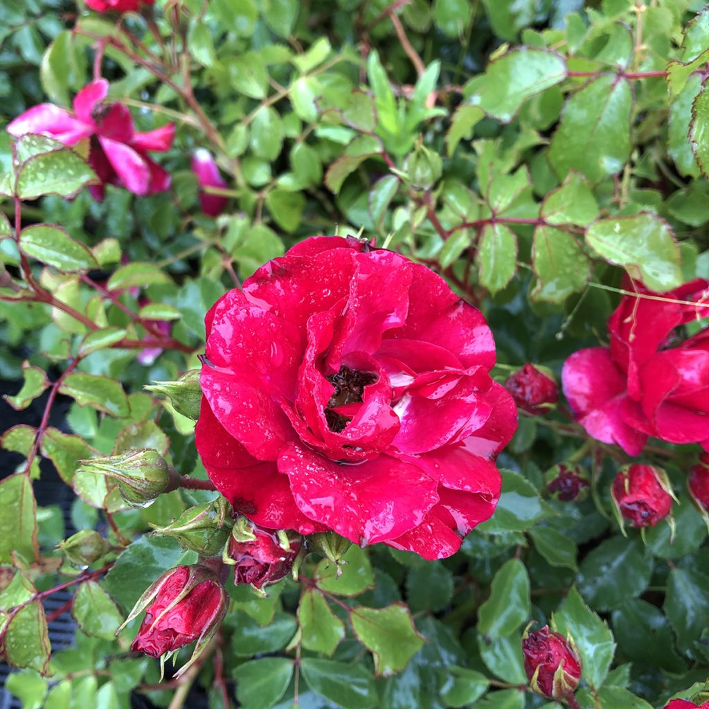 Rosa Rigo Rotilia