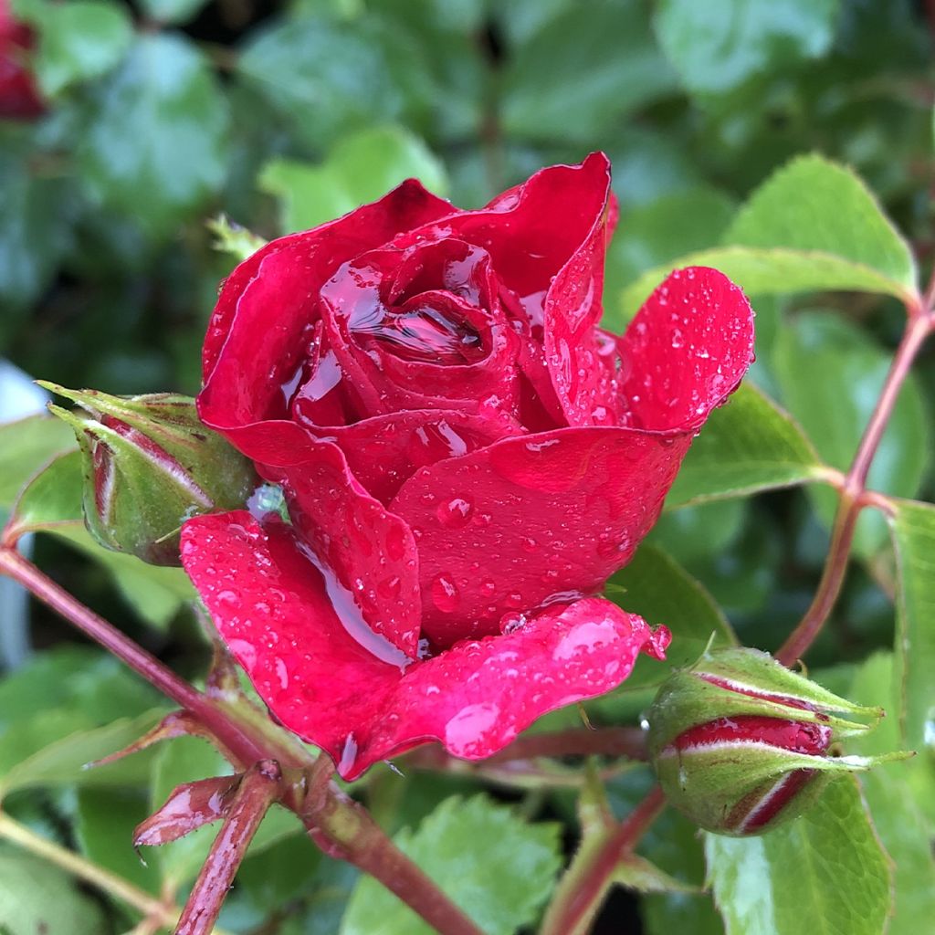 Rosa Rigo Rotilia