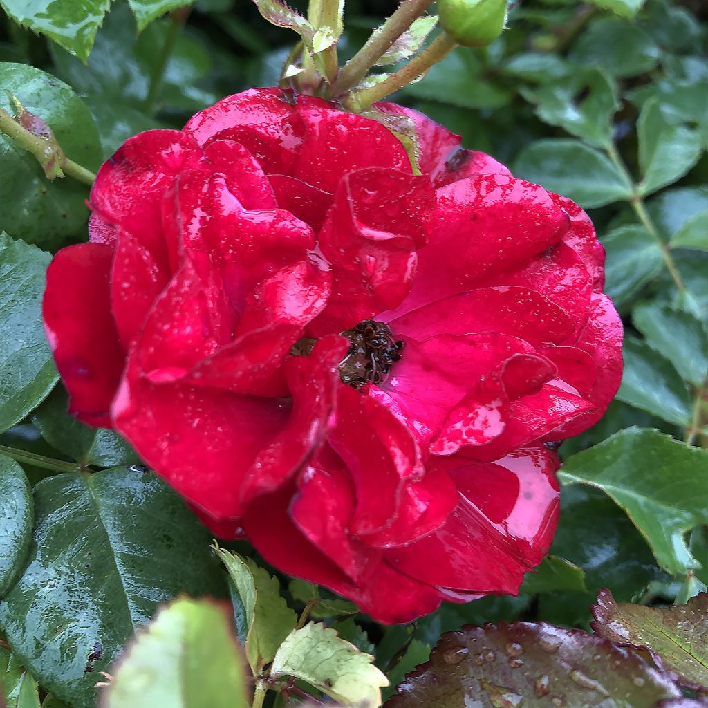 Rosa Rigo Rotilia