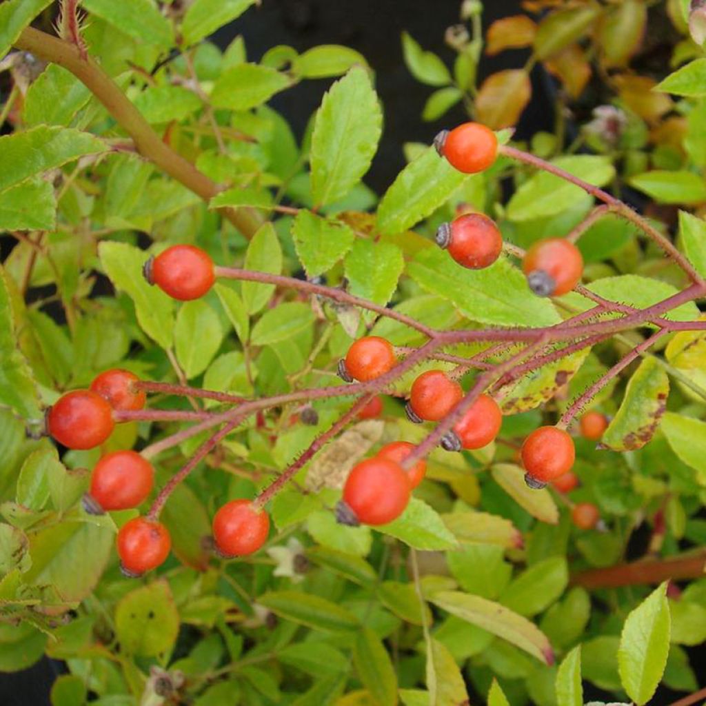 Rosa Tapis Volant  - groundcover shrub rose