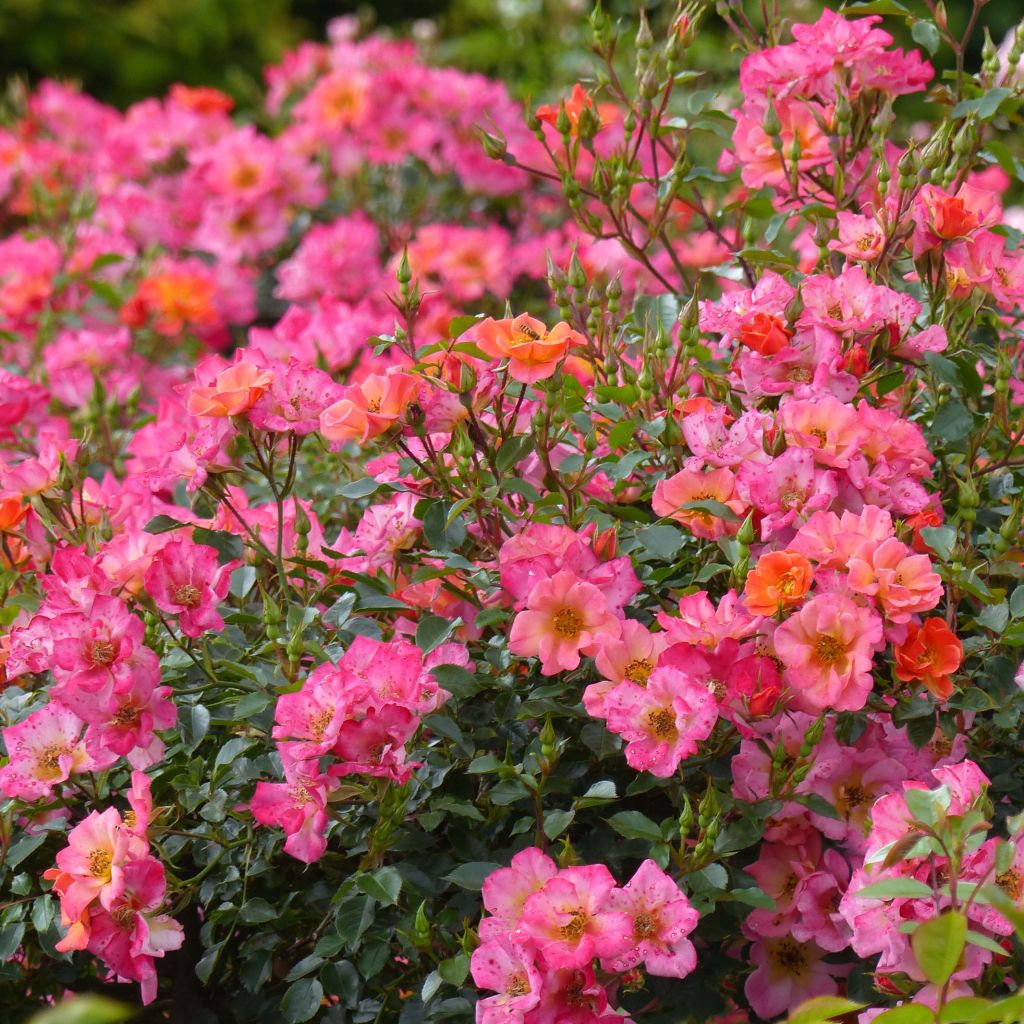 Rosa Happy Chappy - Ground Cover Rose