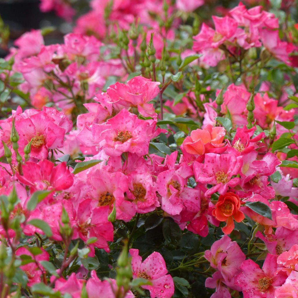 Rosa Happy Chappy - Ground Cover Rose