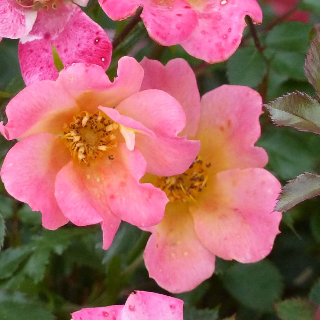 Rosa Happy Chappy - Ground Cover Rose