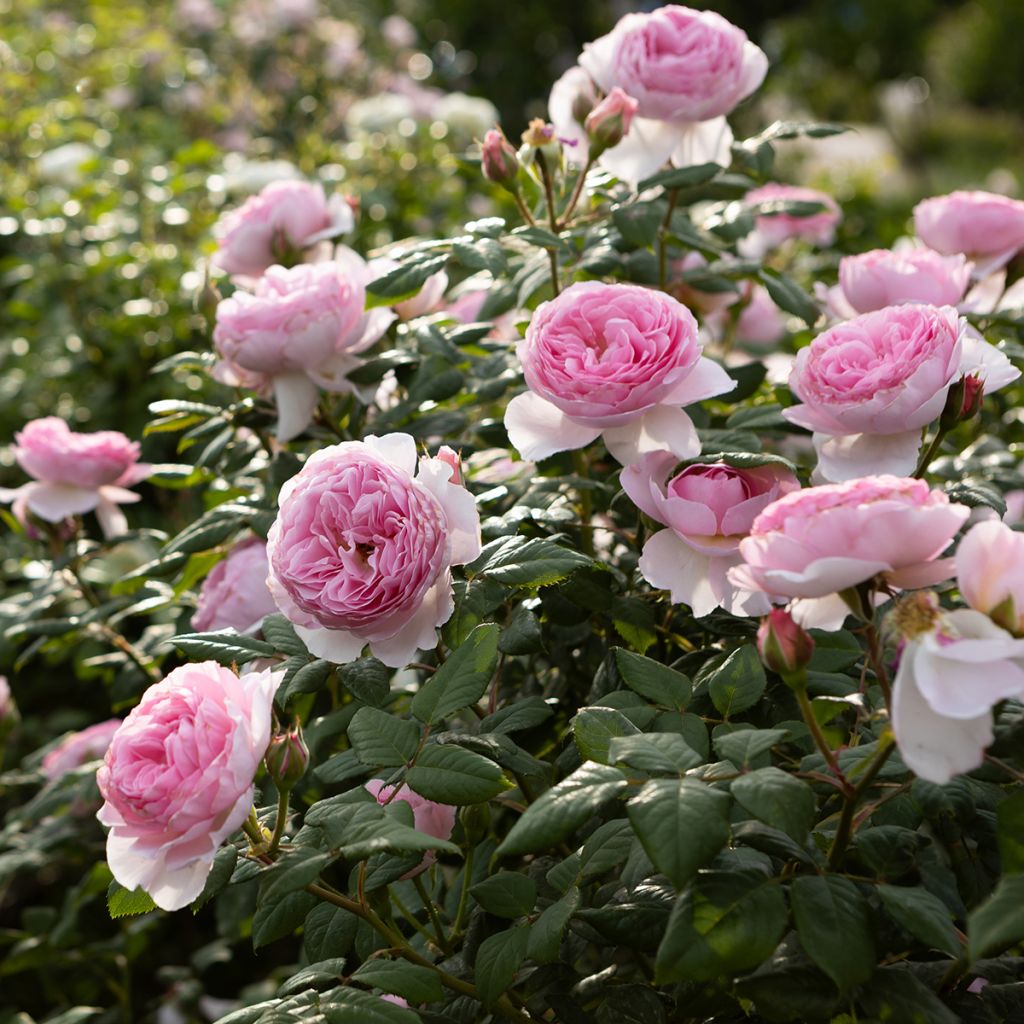 Rosa x damascena - damask rose