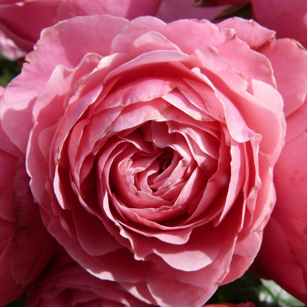 Rosa x floribunda Pomponella Korpompan