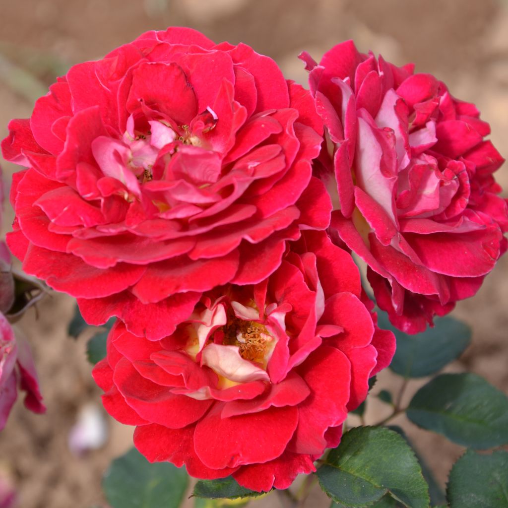 Rosa Generosa - 'Guy Darmet' - Shrub Rose