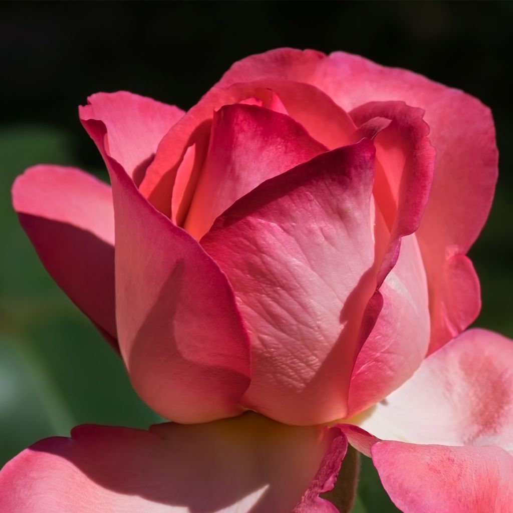 Rosa 'Guignol Orabrica'