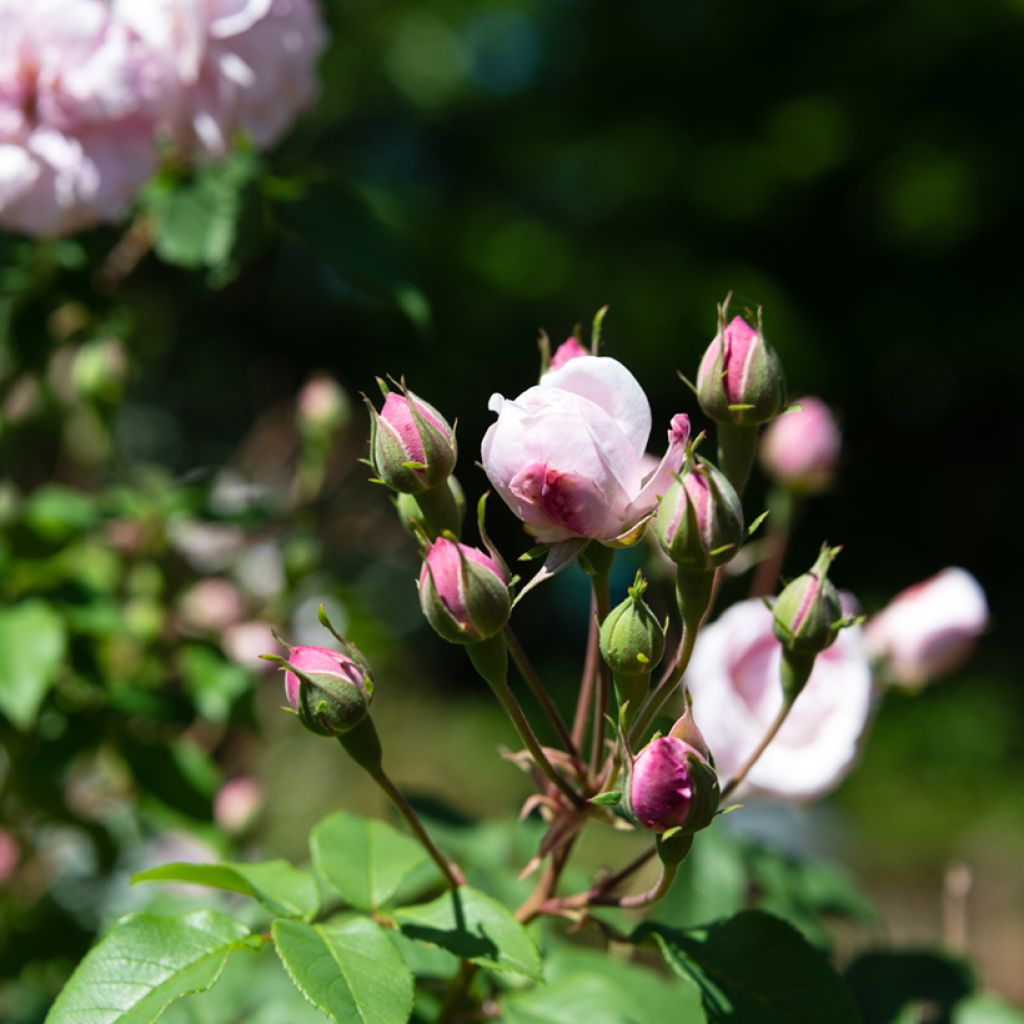 Rosa  Blush Noisette - Climbing Rose