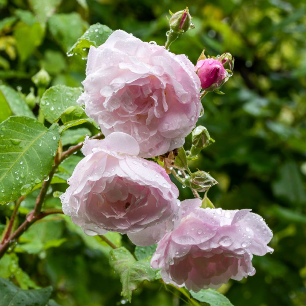 Rosa  Blush Noisette - Climbing Rose