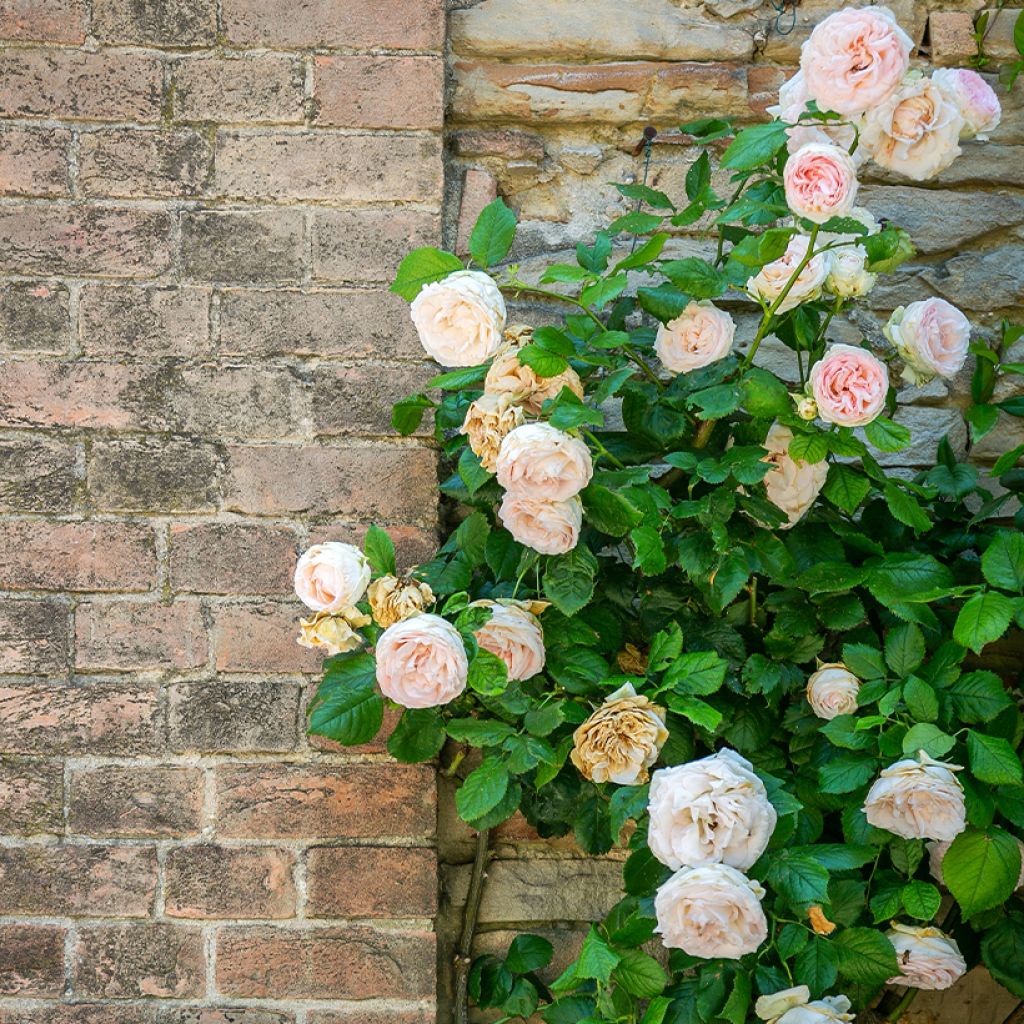 Rosa  Blush Noisette - Climbing Rose