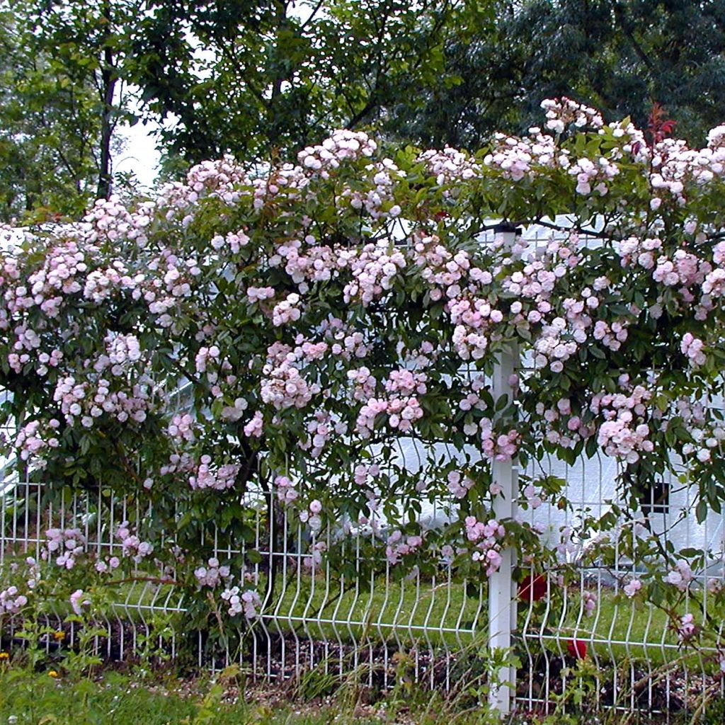 Rosa x filipes 'Dentelle de Malines' - Rambling Rose