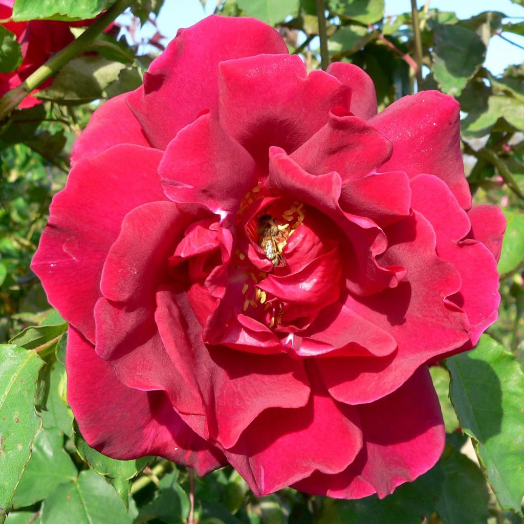Rosa 'Etoile de Hollande' - Climbing Rose
