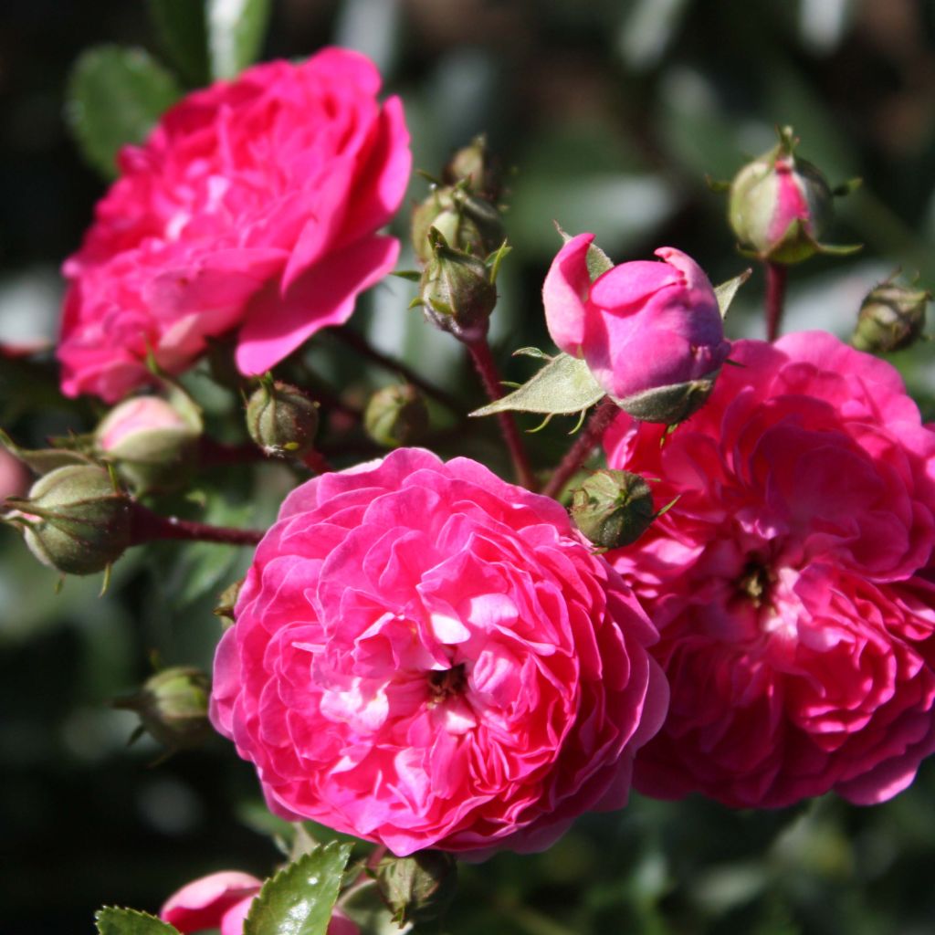 Rosa x wichuraiana 'Excelsa'