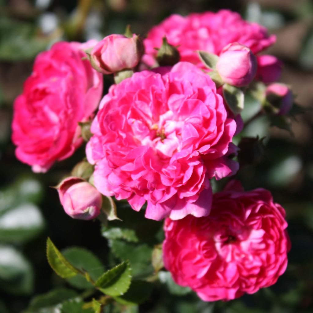 Rosa x wichuraiana 'Excelsa'