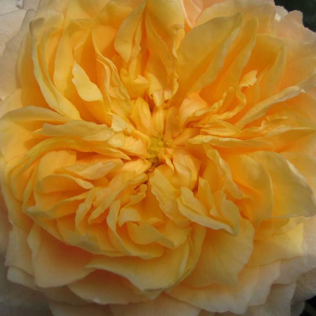 Rosa 'Ginger Syllabub'