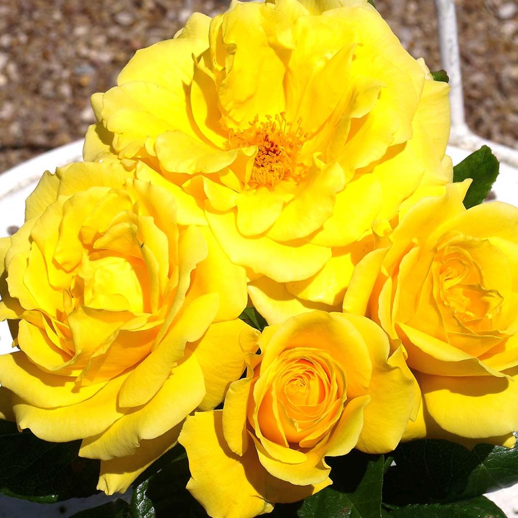 Rosa 'Golden Boy' - Climbing Rose