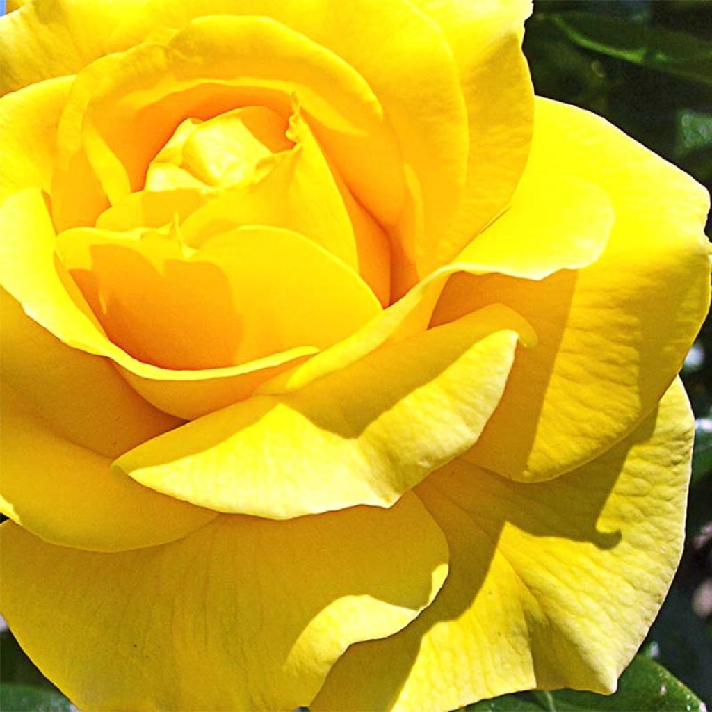 Rosa 'Golden Boy' - Climbing Rose