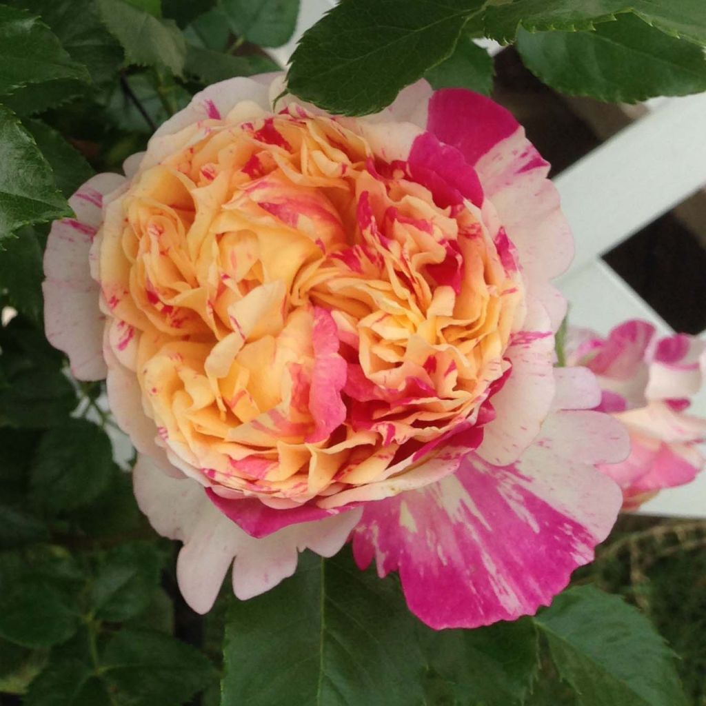 Rosa Julie Andrieu - Climbing Rose