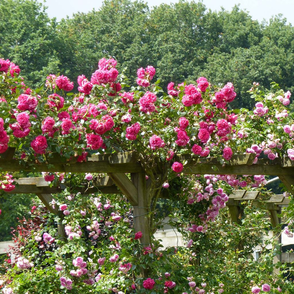 Rosa 'Laguna' - Klettermaxe Climbing Rose