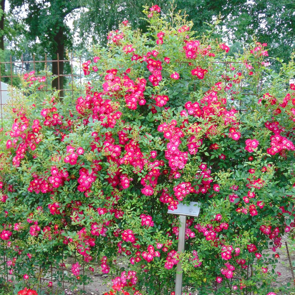 Rosa 'Libertas'