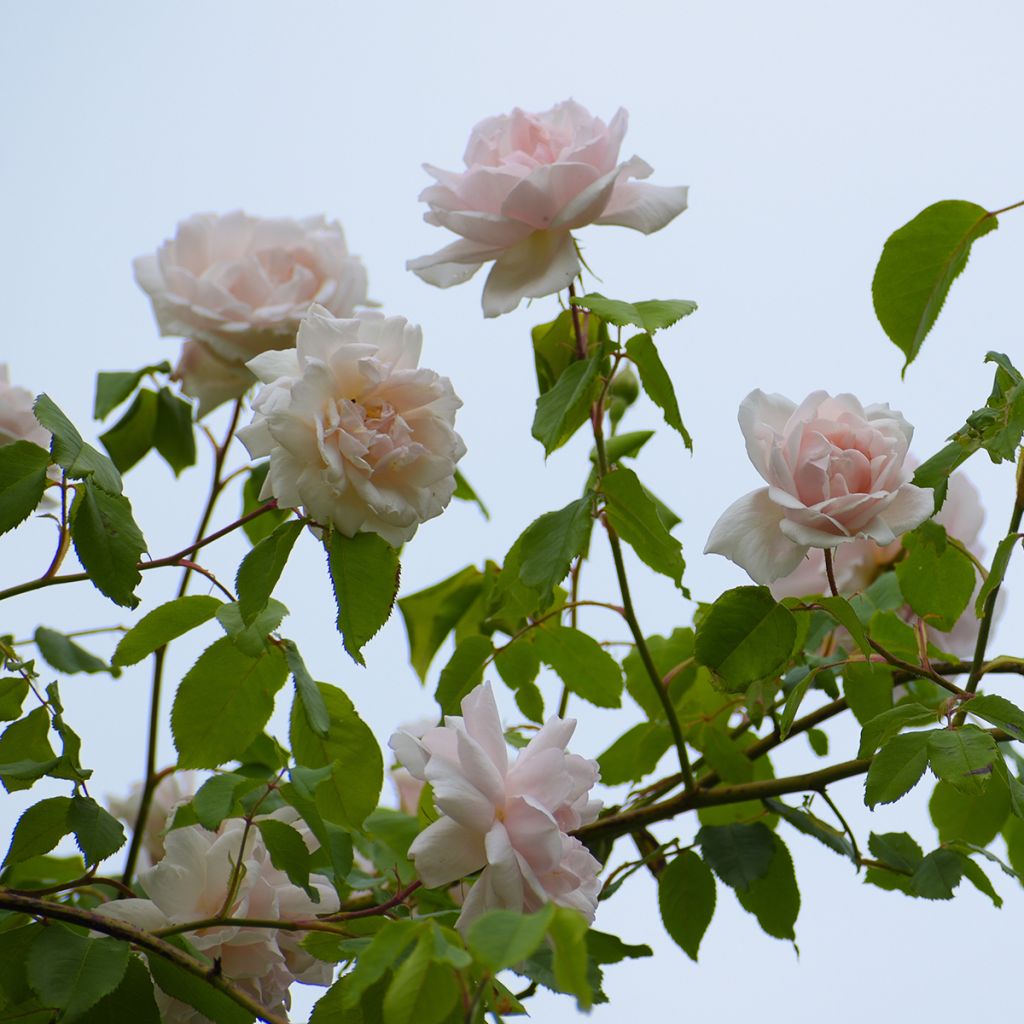 Rosa x Noisette 'Madame Alfred Carrière'