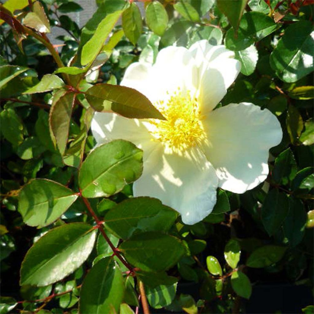 Rosa x bracteata 'Mermaid' - Climbing Rose