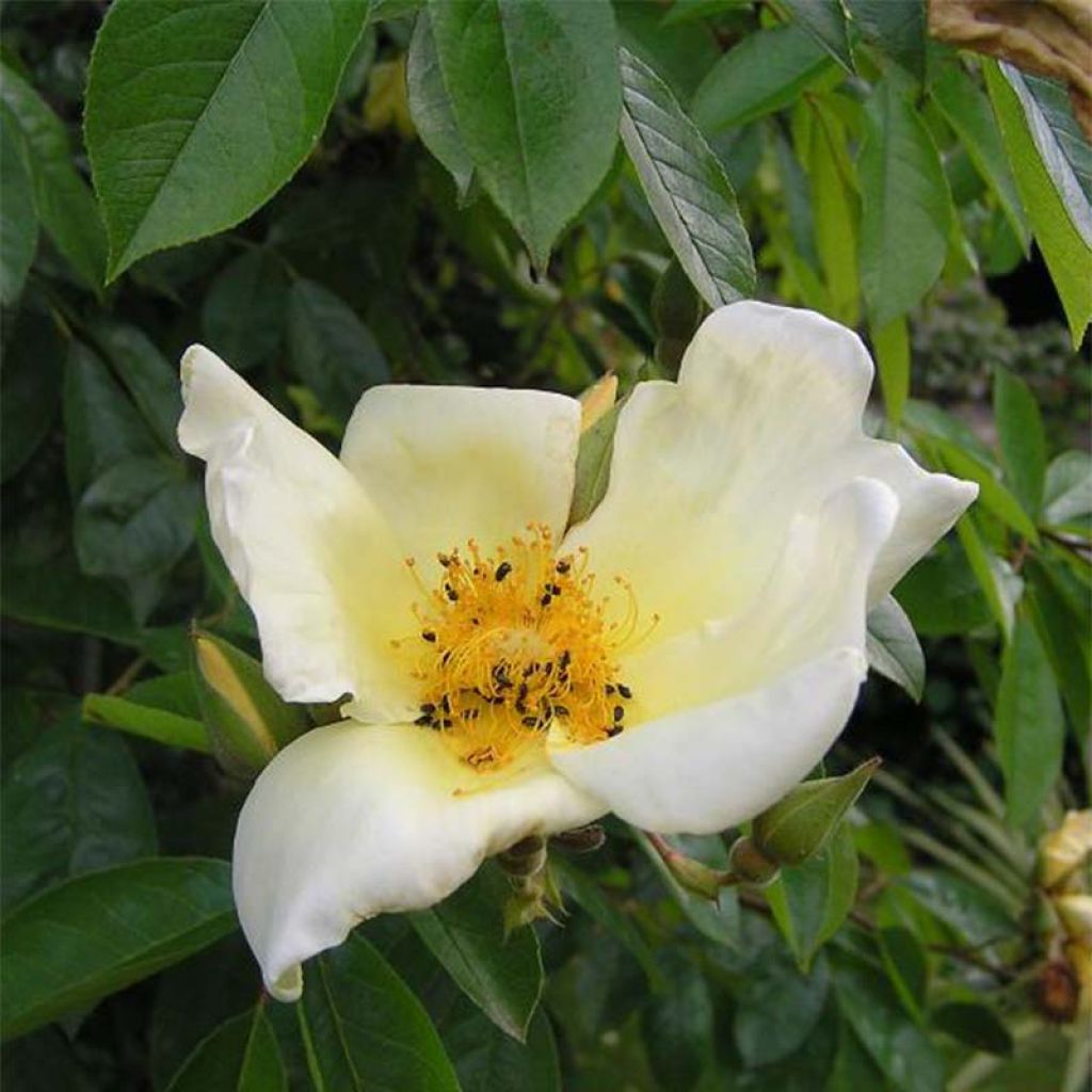 Rosa x bracteata 'Mermaid' - Climbing Rose