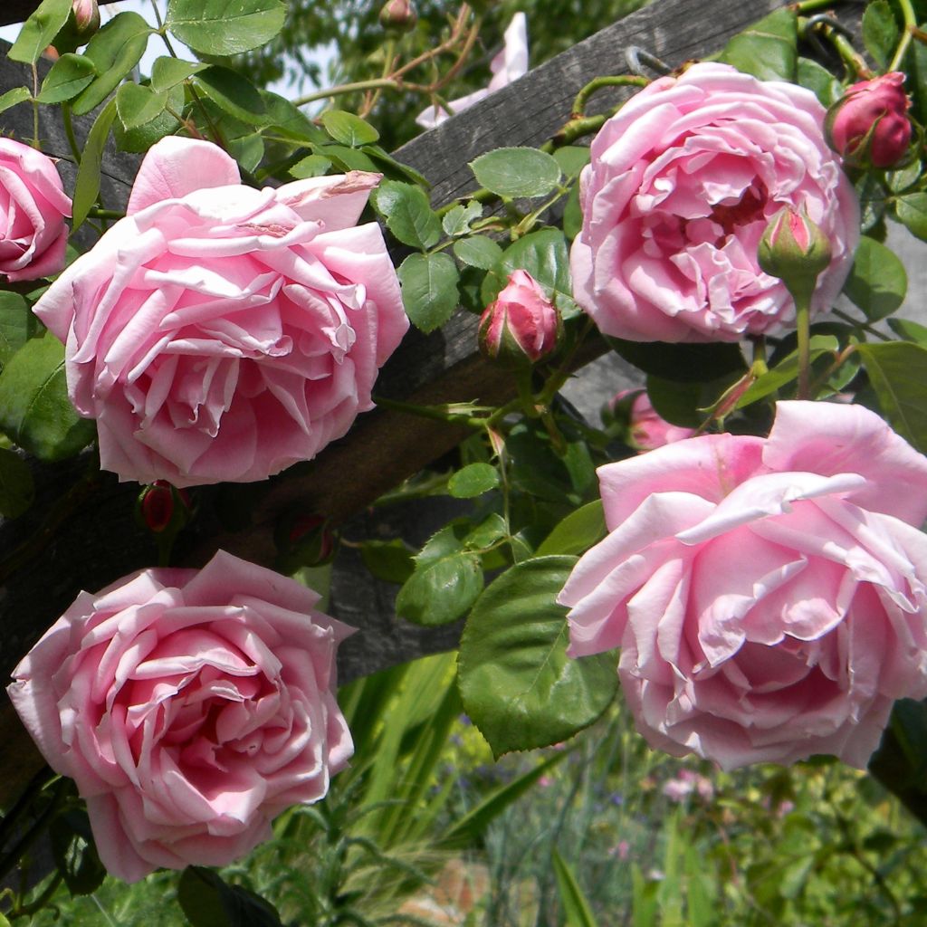 Rosa 'Mme Caroline Testout'