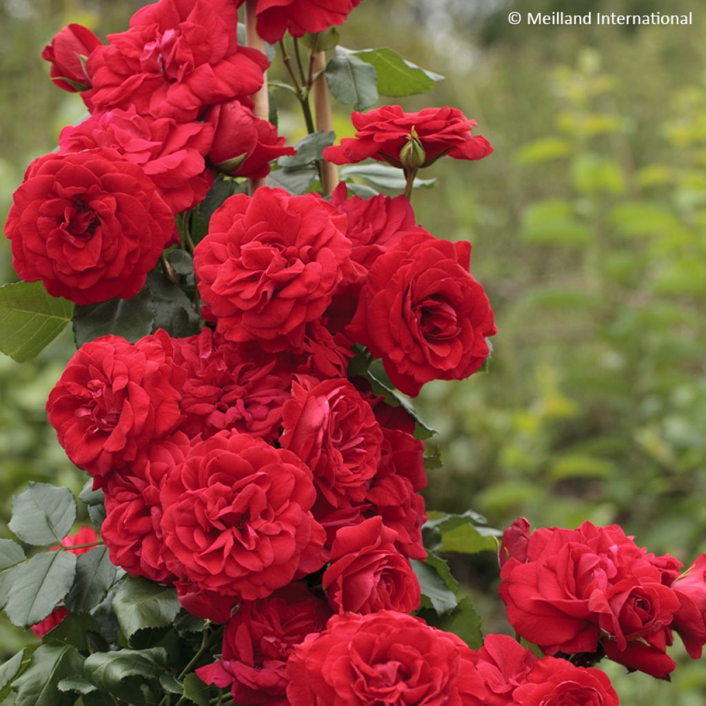 Rosa Negresco - Climbing Rose