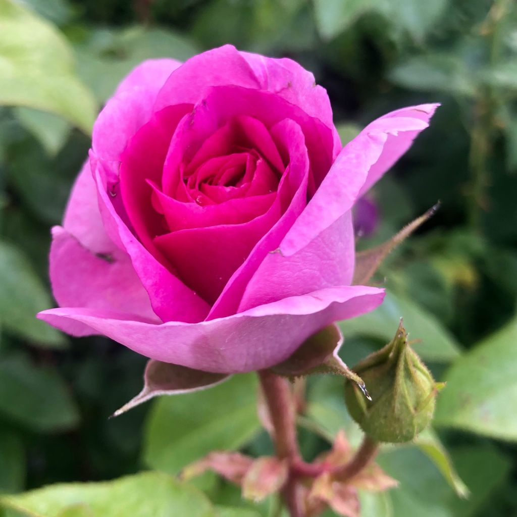 Rosa Ozeana - Climbing Rose