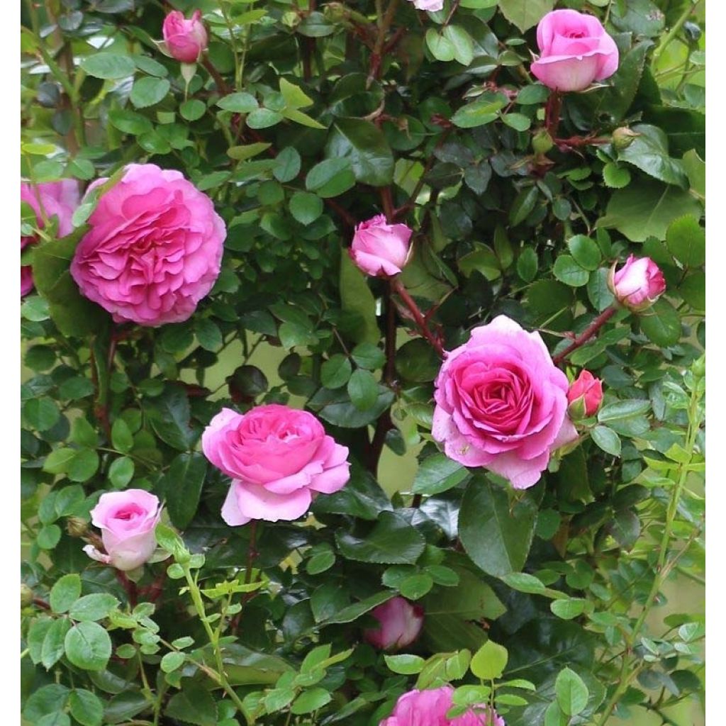 Rosa Ozeana - Climbing Rose