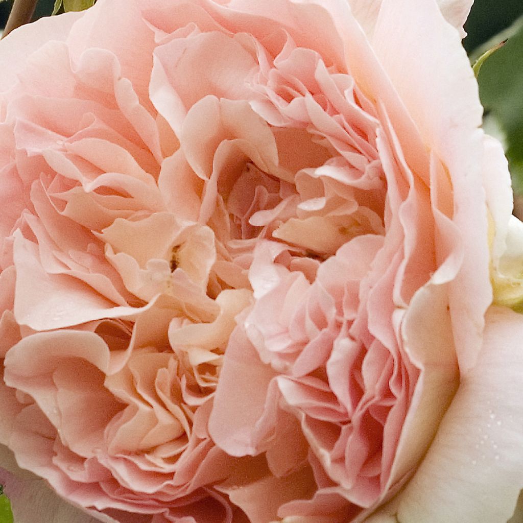 Rosa x grimpant 'Papi Delbard' - Climbing Rose