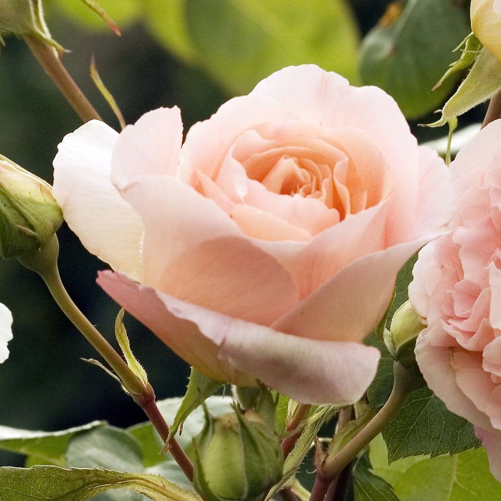 Rosa x grimpant 'Papi Delbard' - Climbing Rose