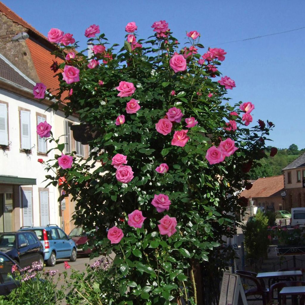 Rosa Parfum Royal 