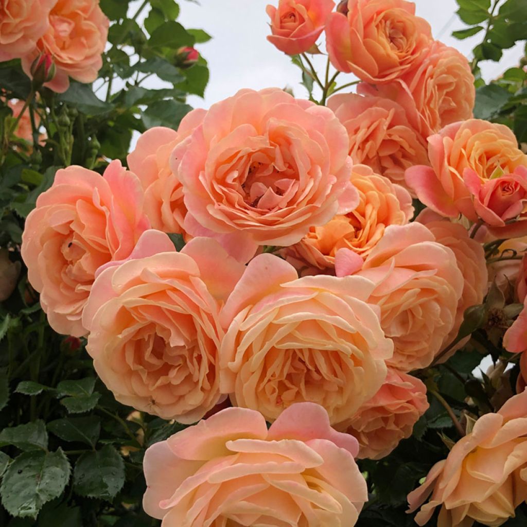 Rosa 'Peach Melba' - Climbing Max Rose