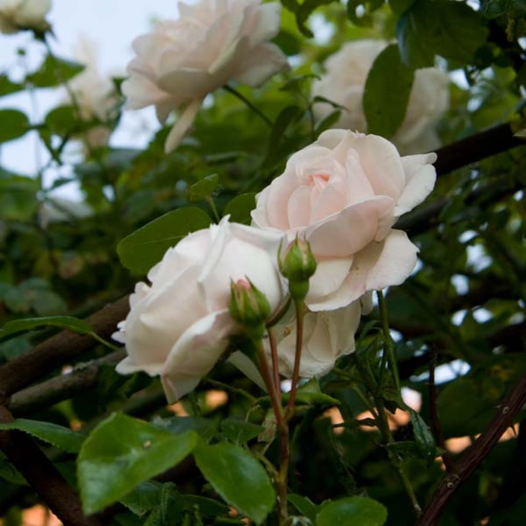 Rosa Penny Lane