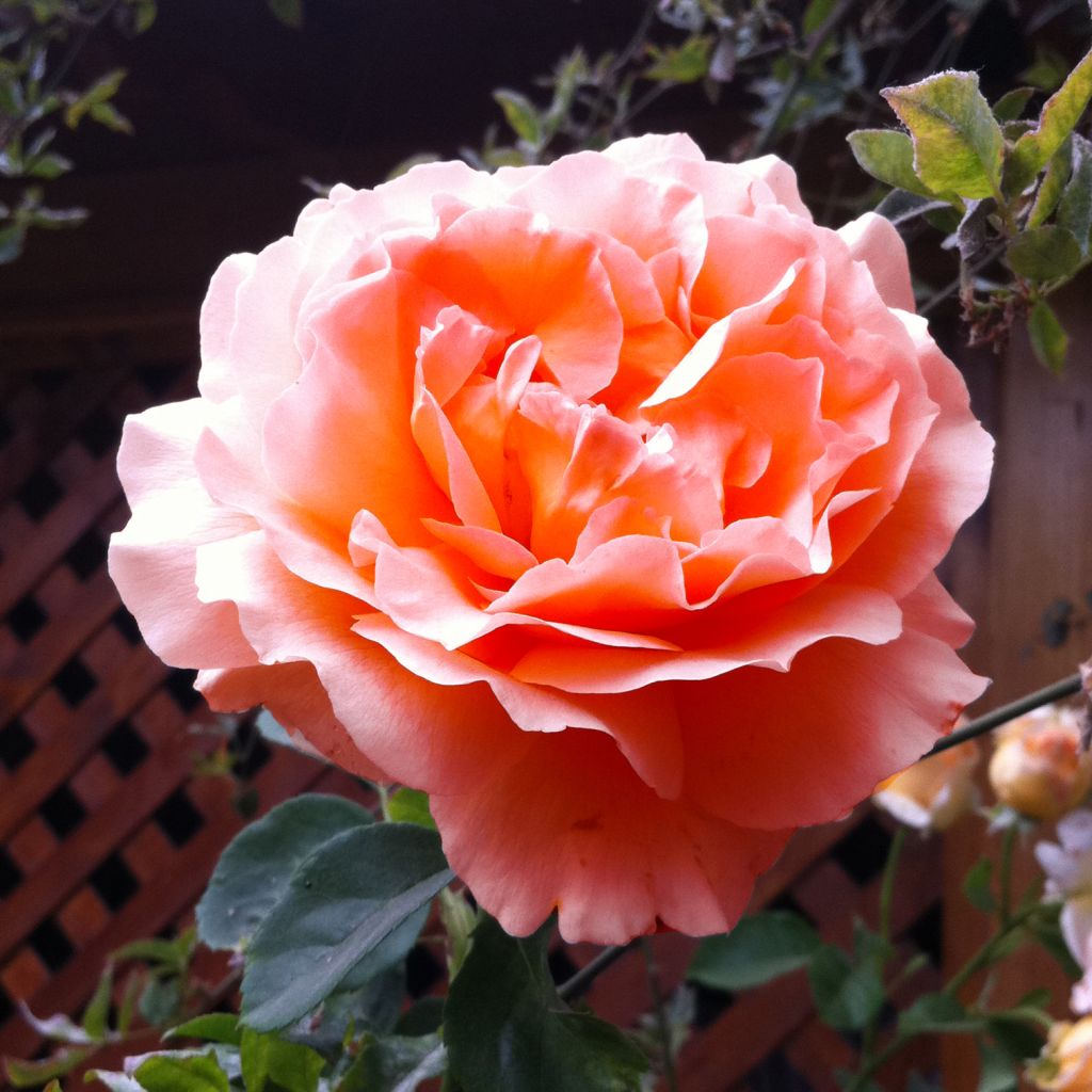 Rosa Polka - Climbing Rose