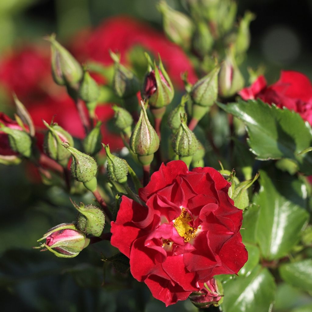 Rosa 'Rambling Rosie' - Rambling Rose 