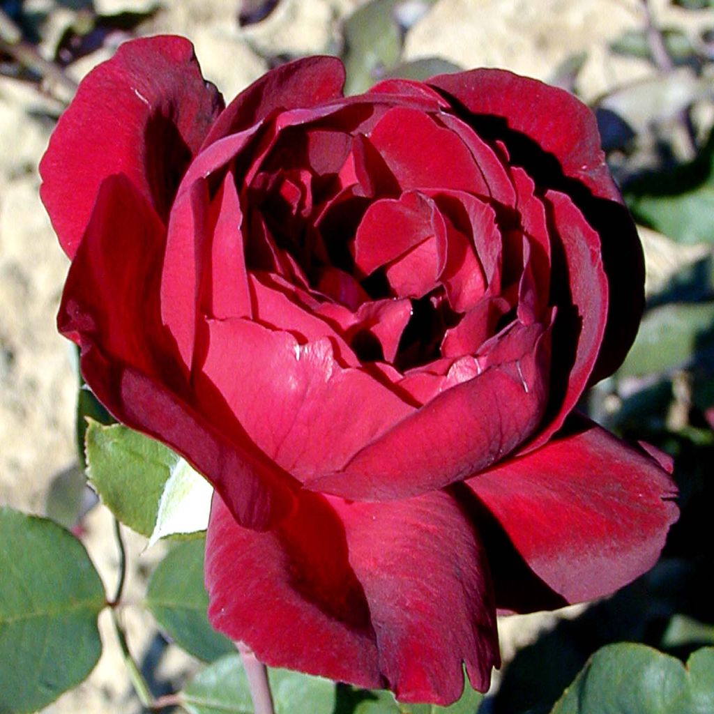 Rosa Sénégal - Climbing Rose